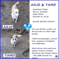 Anjo_Tamo